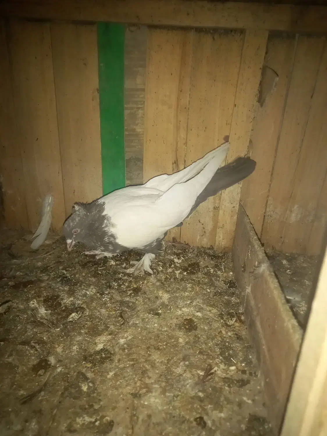 کبوتر رنگی طوقی سرور سینه ای کلدم پشدار|پرنده|قم, شهرک مهدیه (مدرس)|دیوار