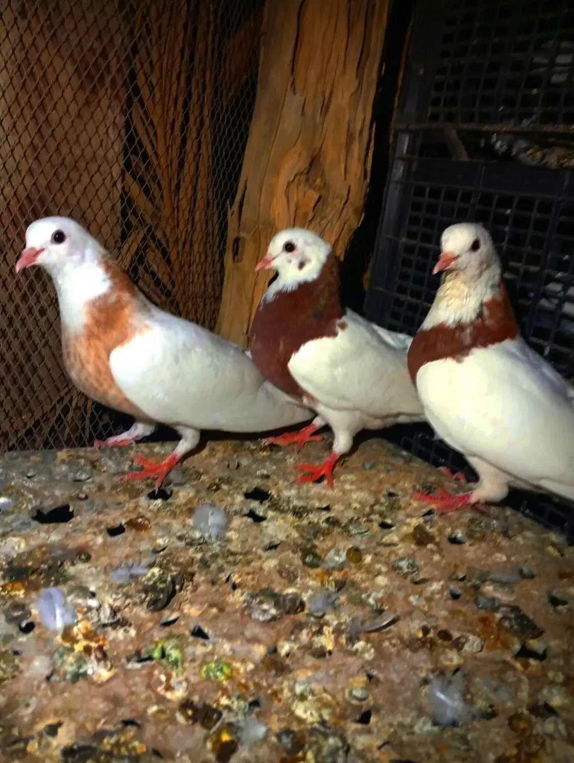 طوقی|پرنده|کهنوج, |دیوار