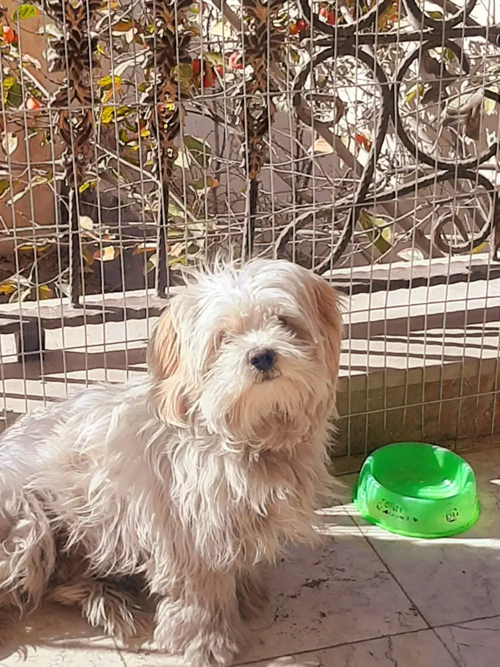 سگ شیتزو|سگ|دماوند, گیلاوند|دیوار