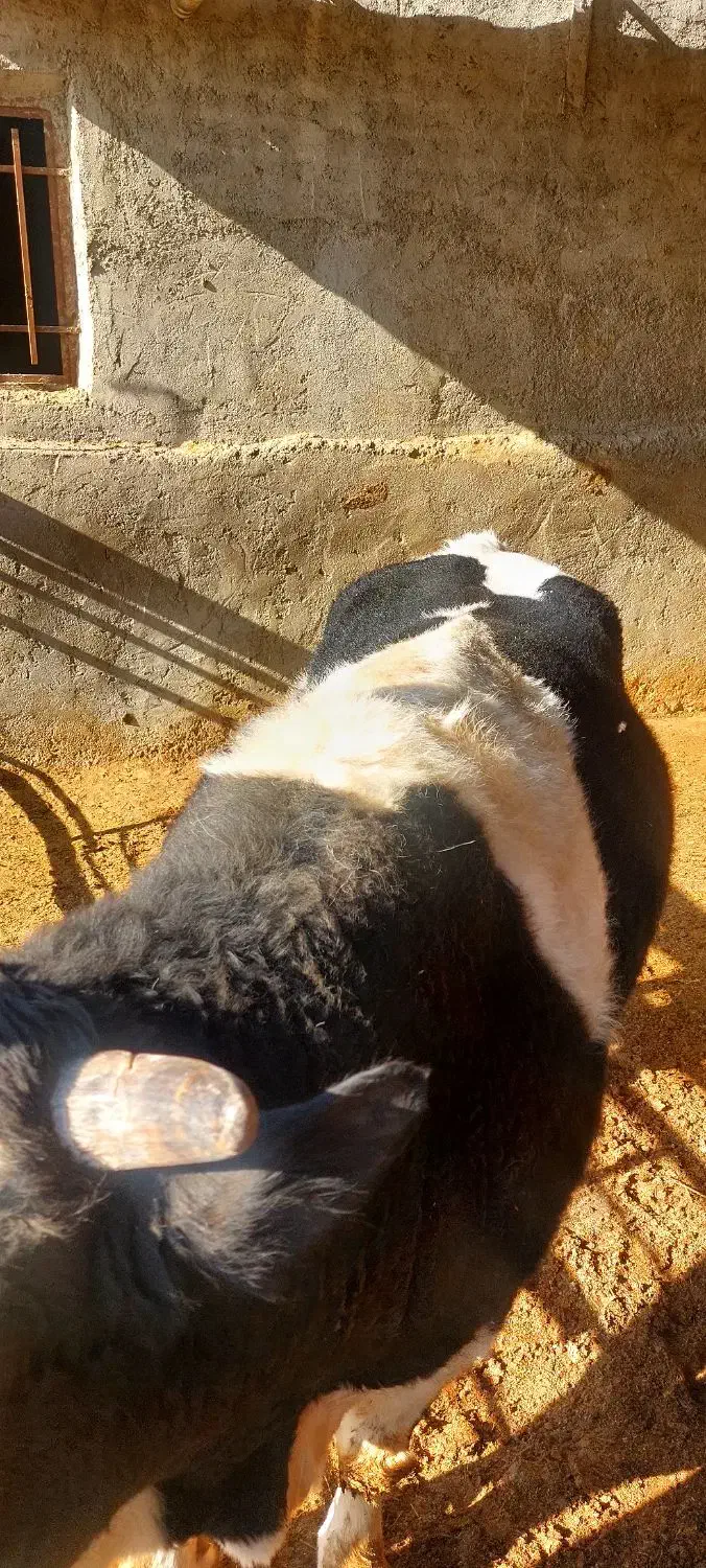 گوساله نر|حیوانات مزرعه|کرج, محمود آباد|دیوار