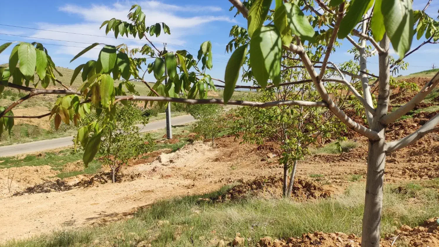 زمین باغی سپیدان|فروش دفتر صنعتی، کشاورزی، تجاری|سپیدان, |دیوار