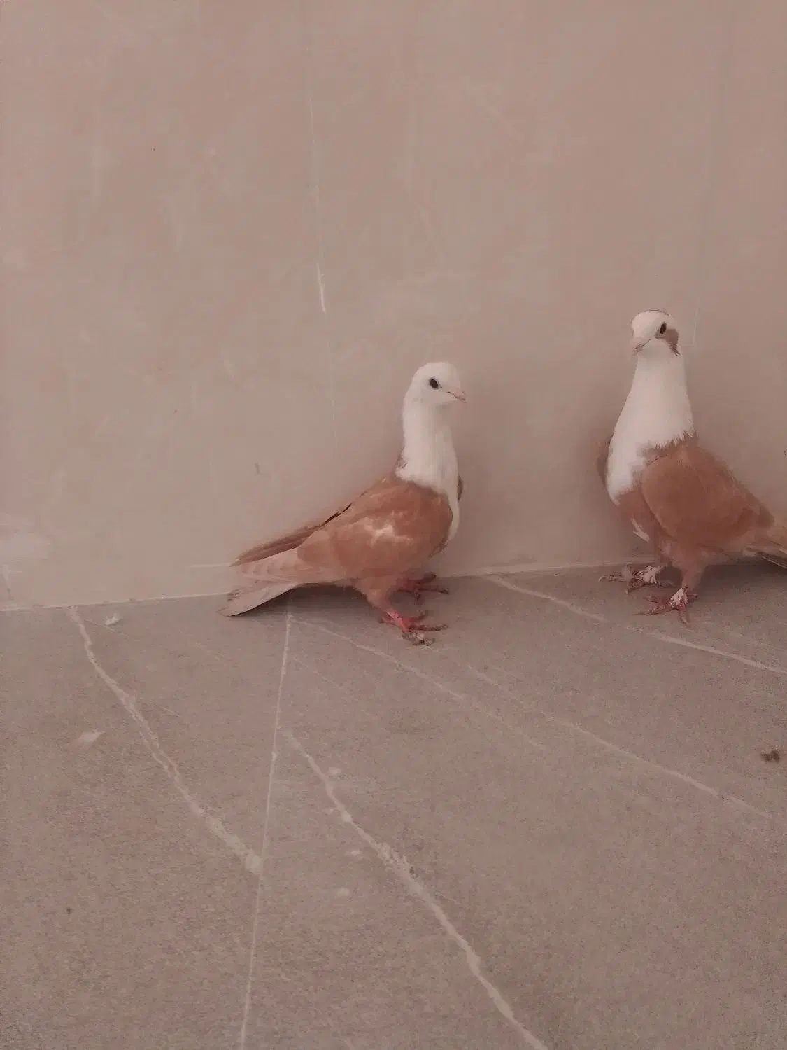 ساده سیاه و کلاغ|پرنده|نیشابور, شهرک اندیشه|دیوار