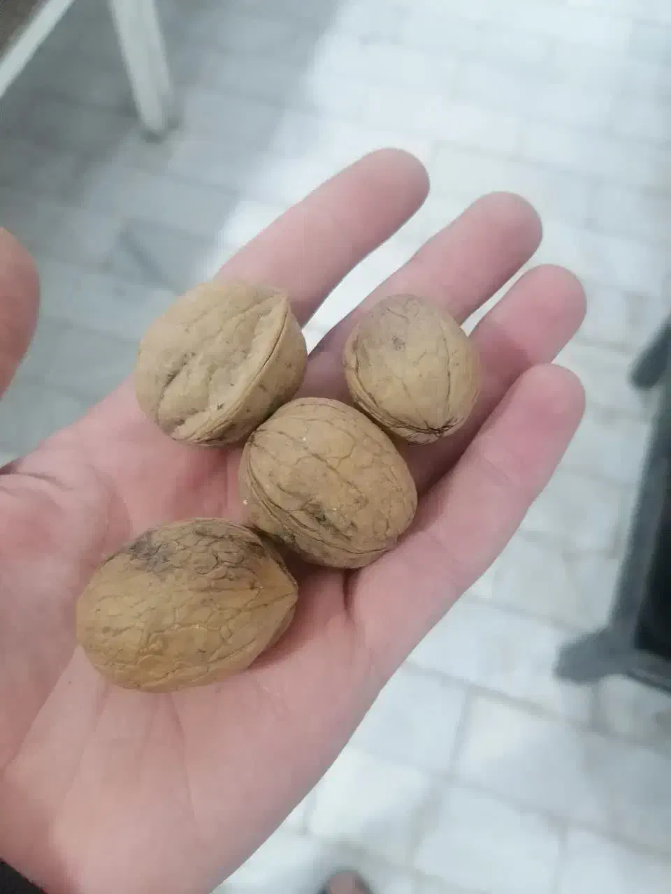 گردو تازه تویسرکان  پرچرب|خوردنی و آشامیدنی|قم, شهرک فاطمیه|دیوار