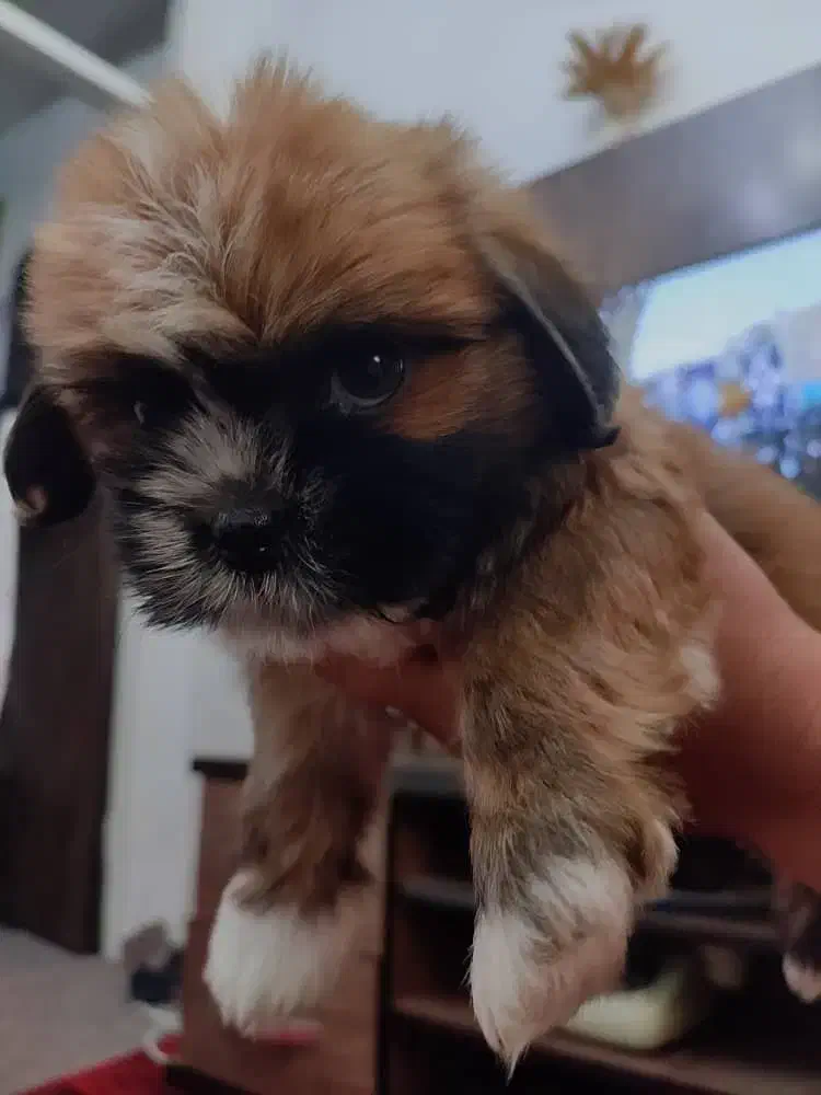 سگ شیتزو|سگ|پاکدشت, شهرک امام رضا|دیوار