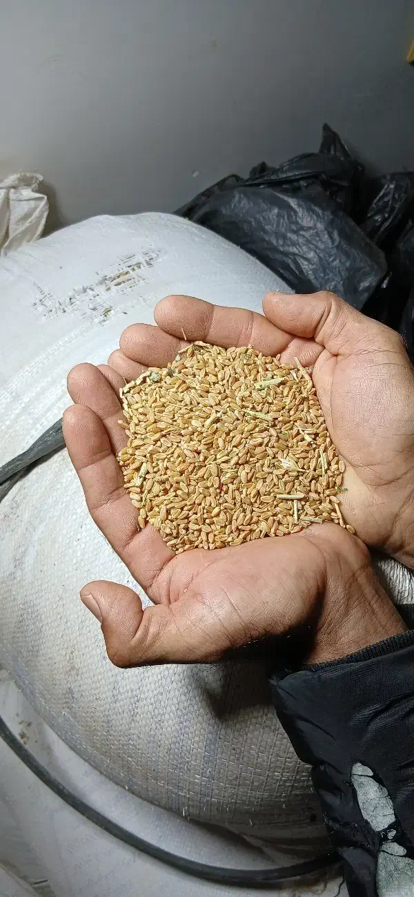 گندم آبی|خدمات باغبانی و درختکاری|تربت‌حیدریه, شهرک ولیعصر|دیوار