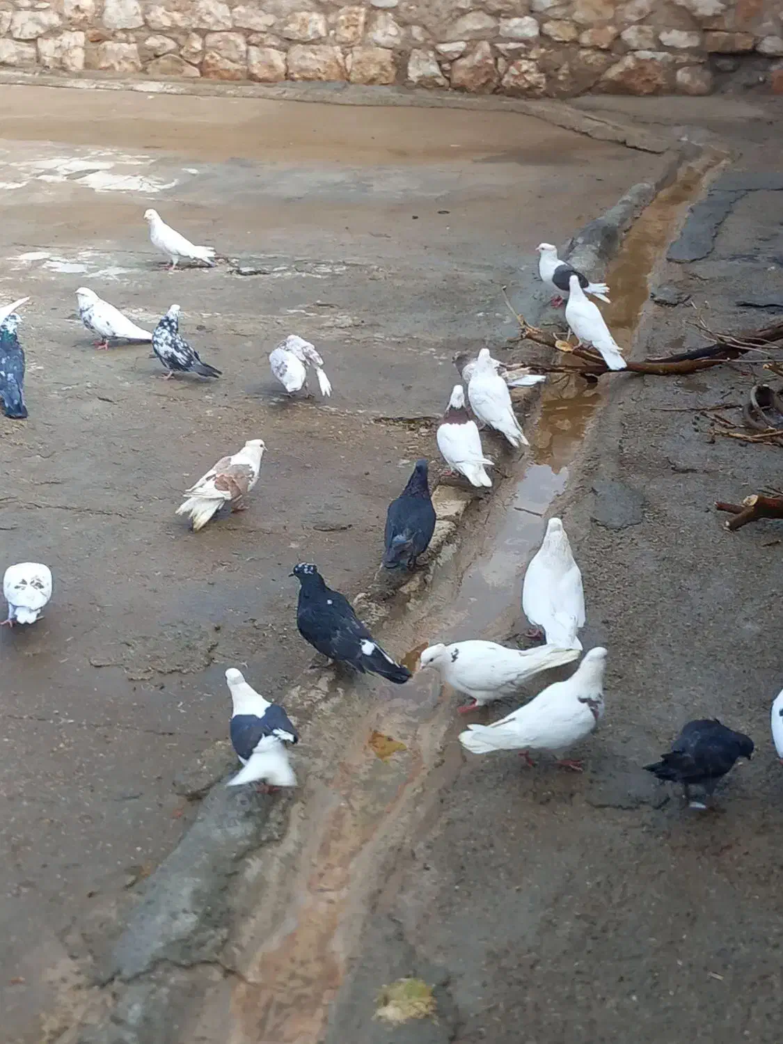 کفترپرشی بازی کن|پرنده|ویسیان, |دیوار