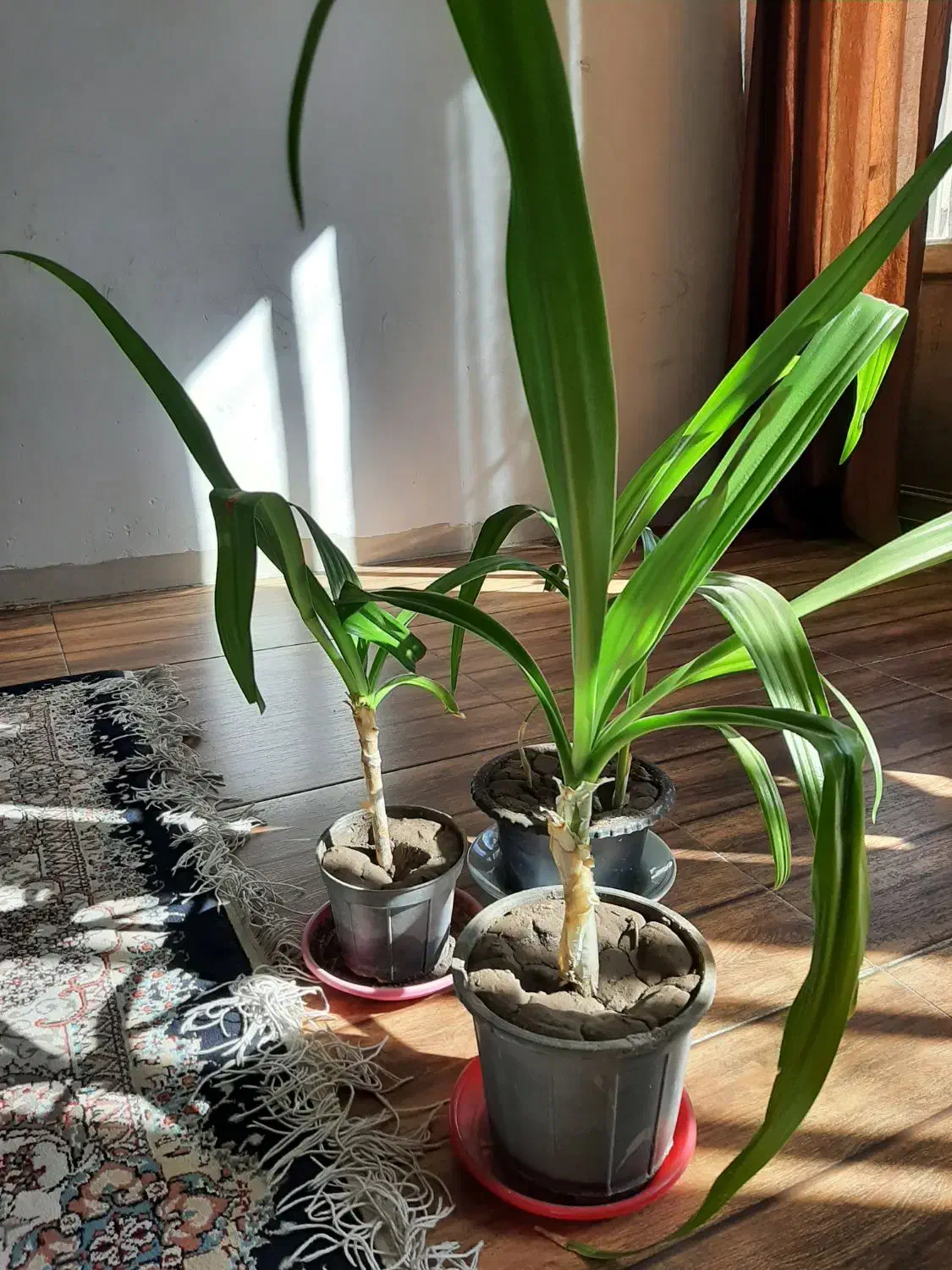 گل برگ موزی|گل و گیاه طبیعی|کرمان, |دیوار