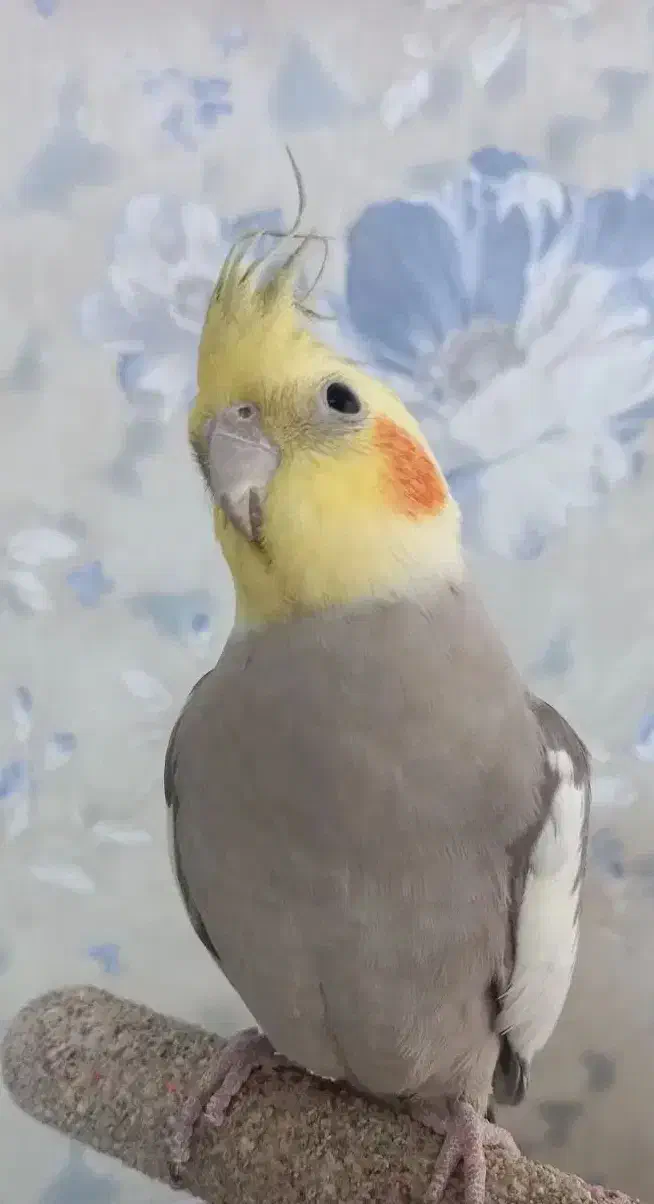 عروس هلندی نر سخنگو|پرنده|مشهد, گلبرگ شمالی|دیوار