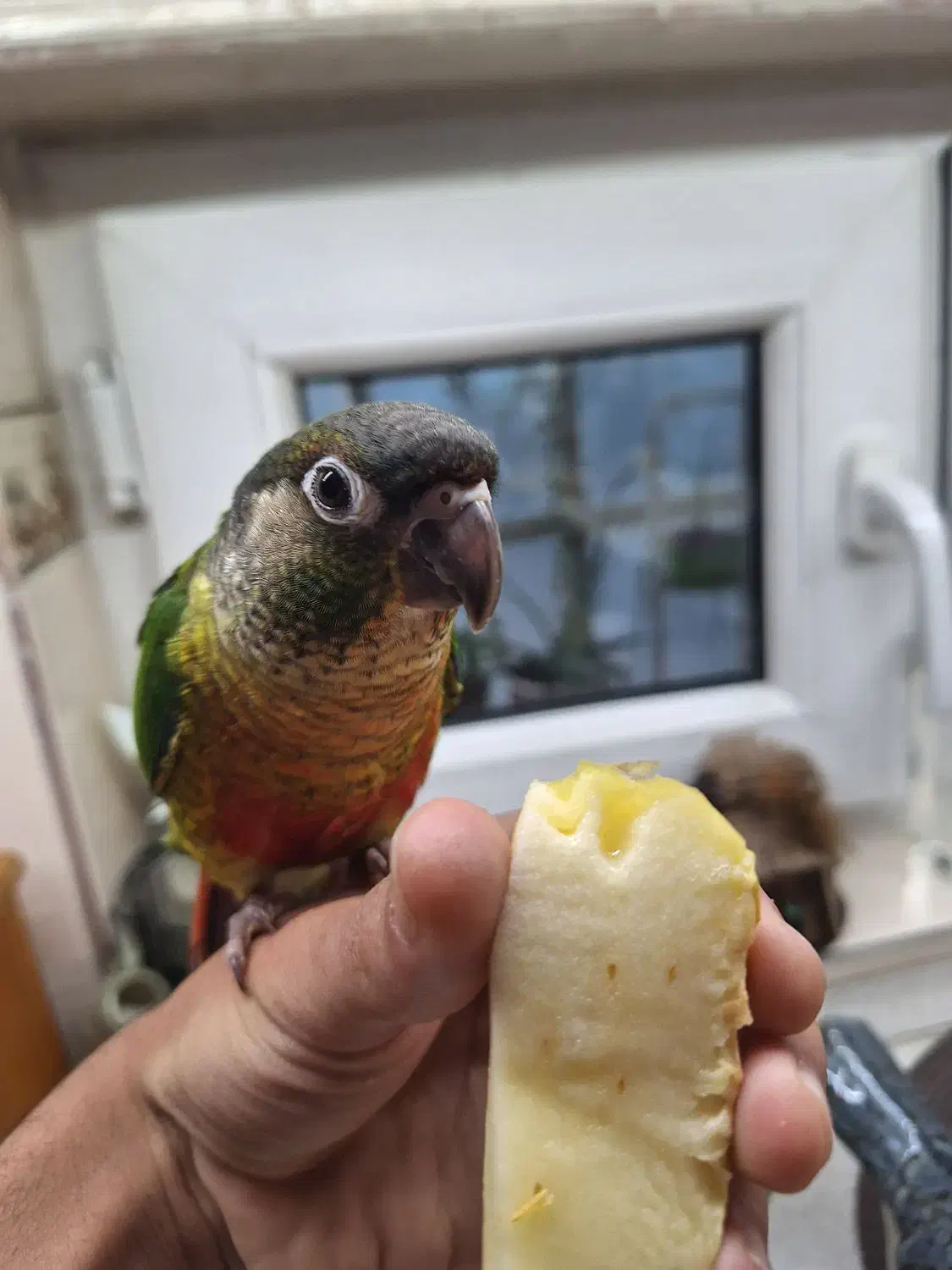 گرینچیک دستی|پرنده|شیراز, فرهنگ شهر|دیوار