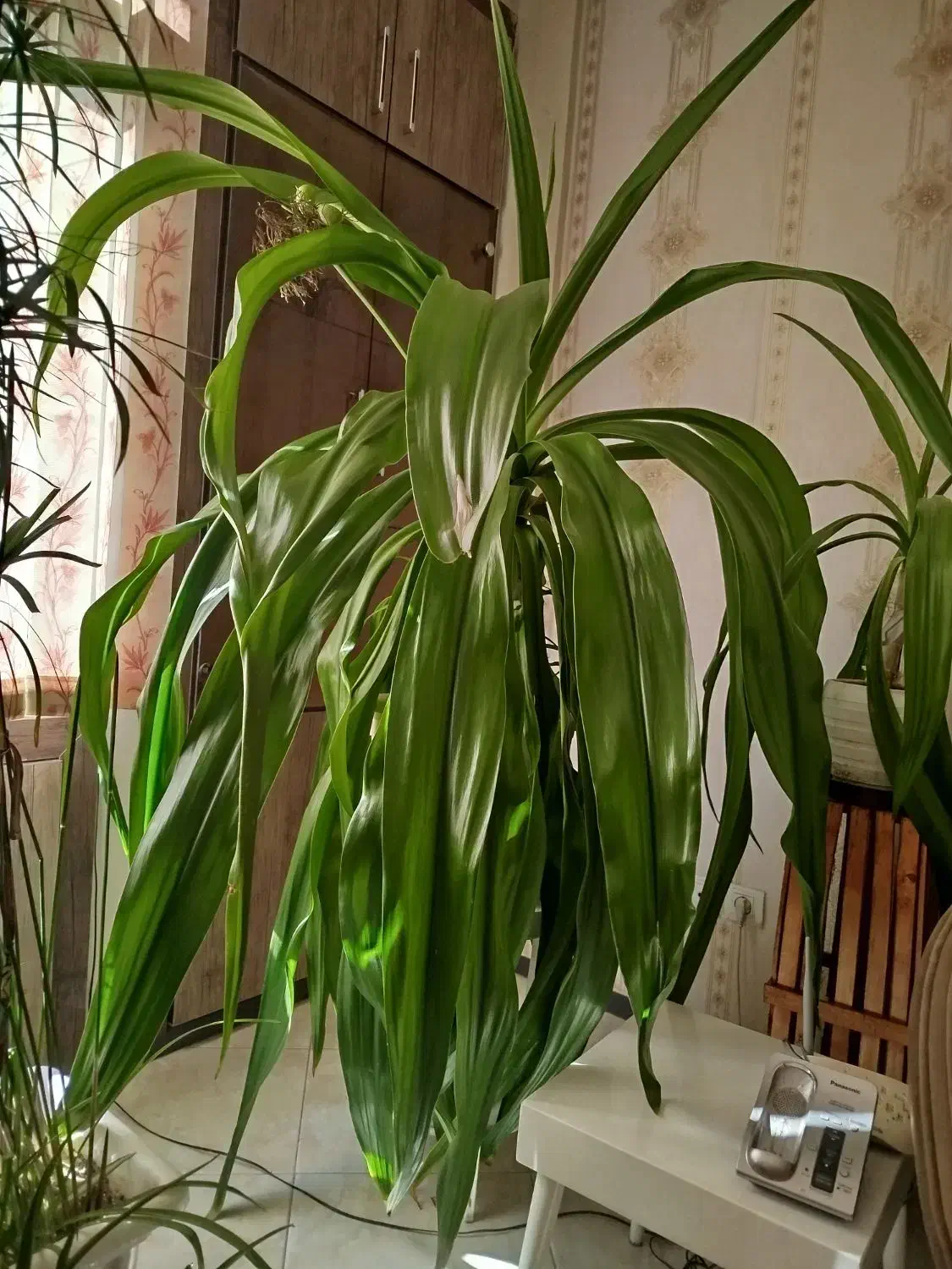 گلهای شاداب خانگی بخاطر جابجایی فروخته میشود|گل و گیاه طبیعی|اصفهان, سعادتآباد|دیوار