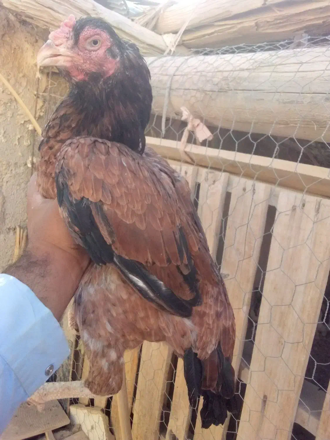 معاویز دارم فروشی هم هست|حیوانات مزرعه|سراوان, |دیوار