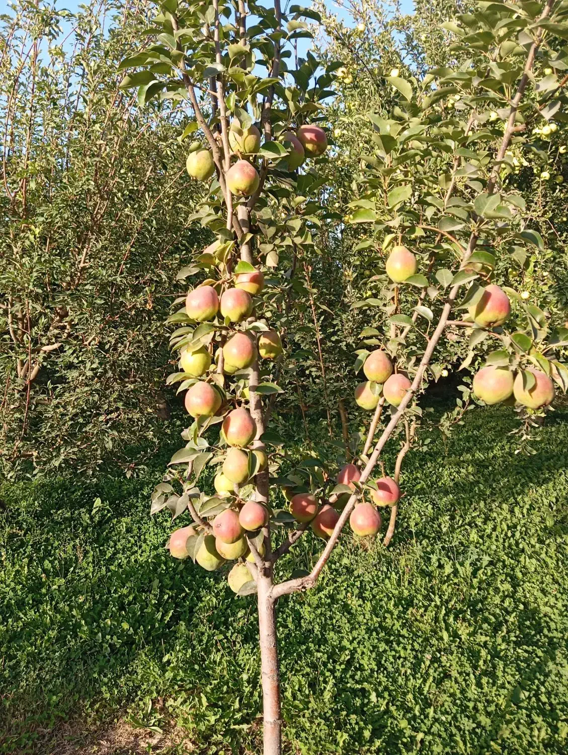 نگهداری از باغ و ویلا با 20سال سابقه|خدمات باغبانی و درختکاری|گلبهار, شهر جدید گلبهار|دیوار