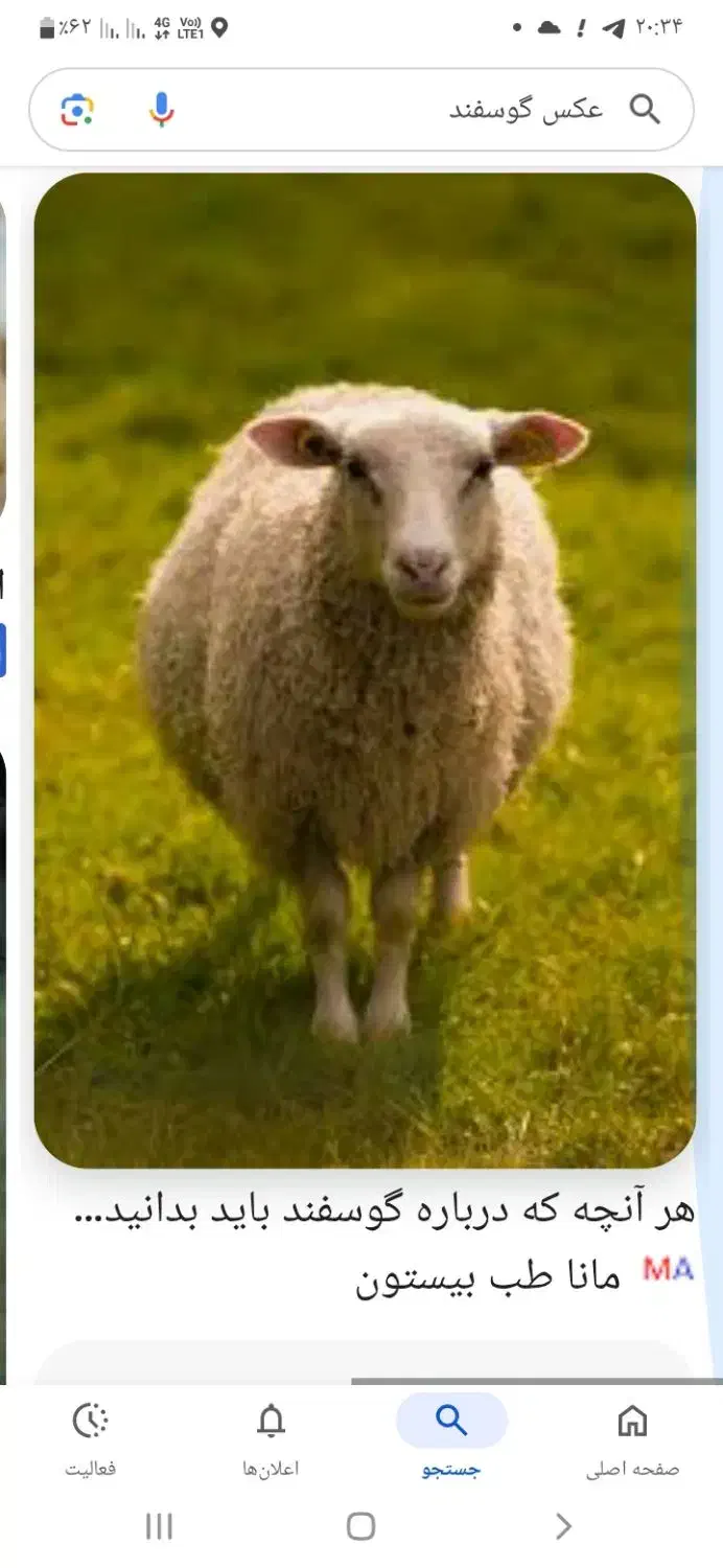 کشتار گوسفند در مکان پذیرفته میشود|خدمات پذیرایی، مراسم|بندر ماهشهر, |دیوار