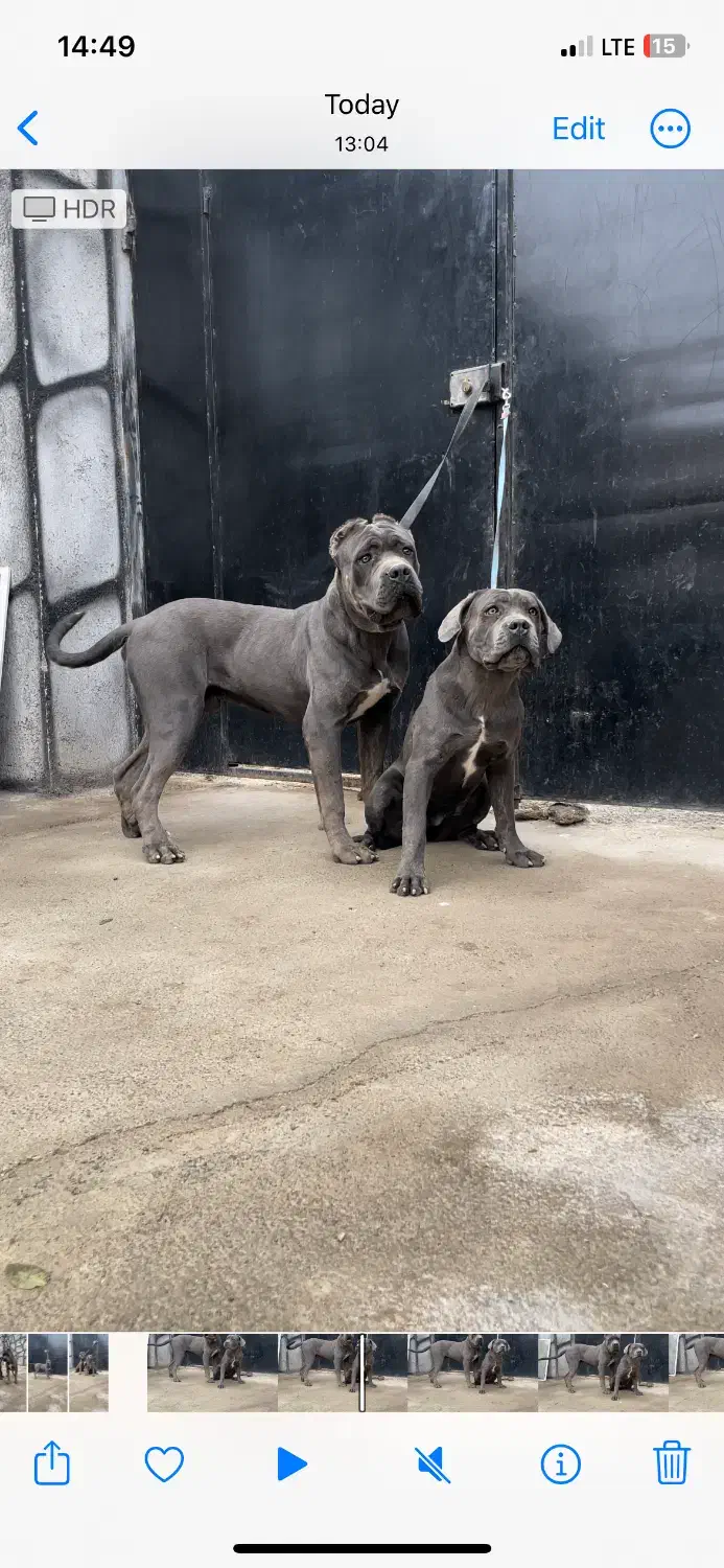 یک جفت توله کن کورسو کلکسیونی|سگ|تهران, قیطریه|دیوار