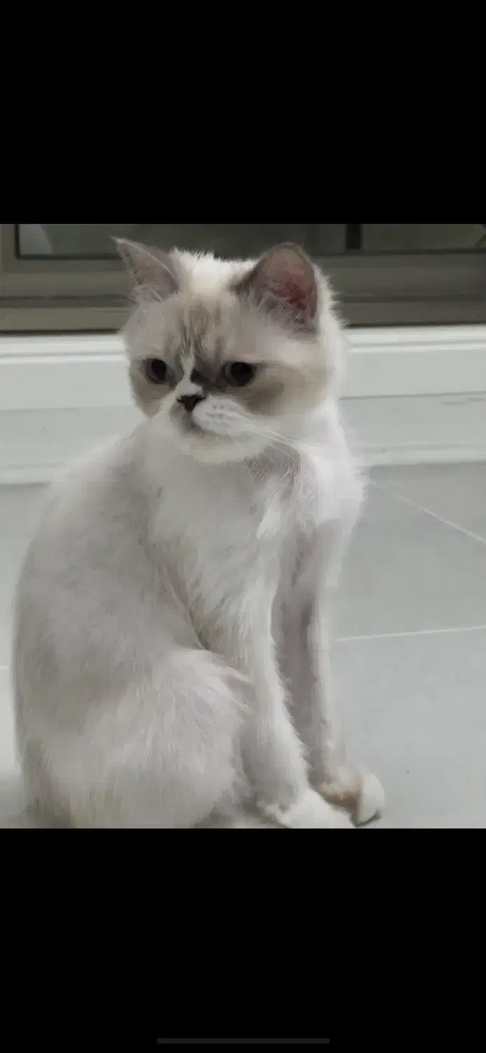 گربه پرشین|گربه|تبریز, |دیوار