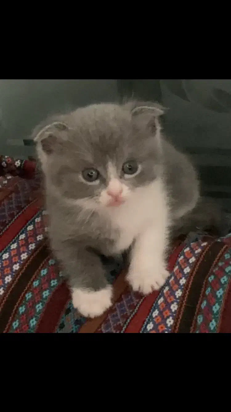 گربه نژاد دار زیبا|گربه|تهران, جنت‌آباد شمالی|دیوار