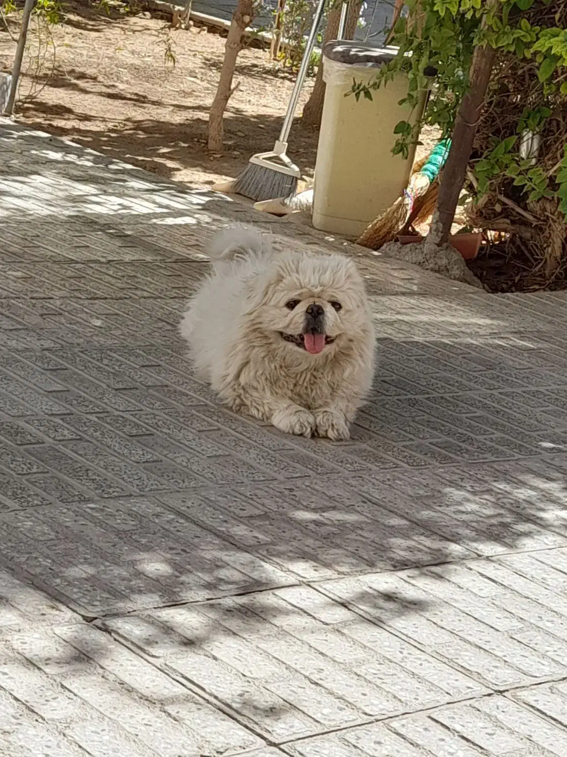 پیکینیزامپریال نر|سگ|شهرضا, |دیوار