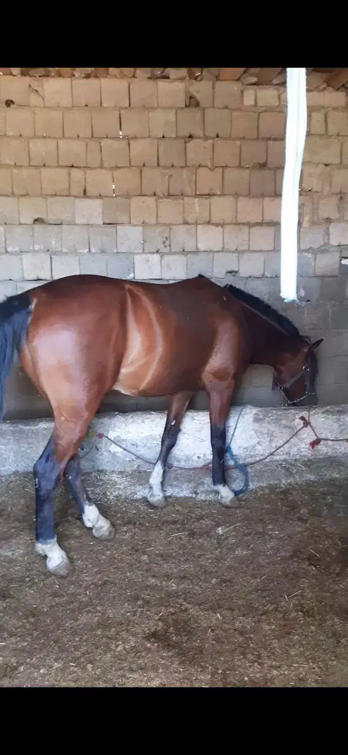 اسب و یخته ضمانتی برای کار|اسب و تجهیزات اسبسواری|بانه, |دیوار