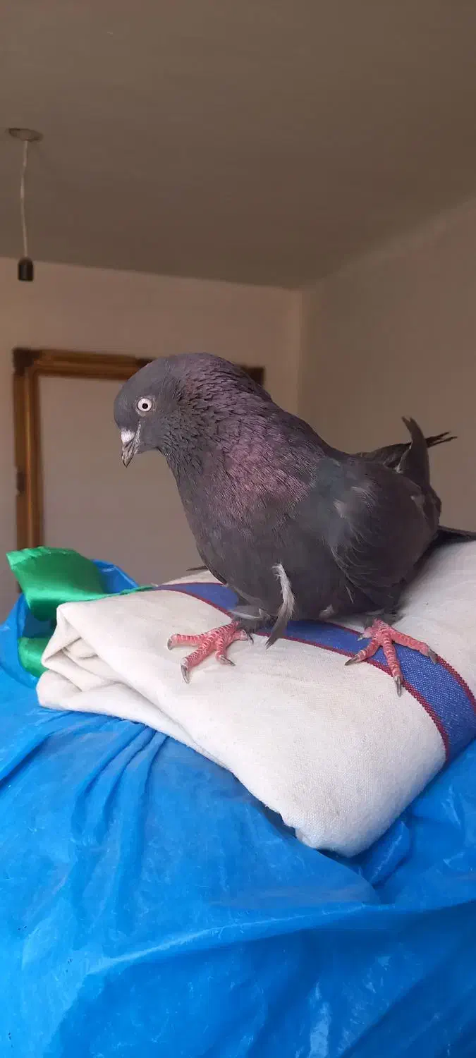 کبوتر پر|پرنده|لاران, |دیوار