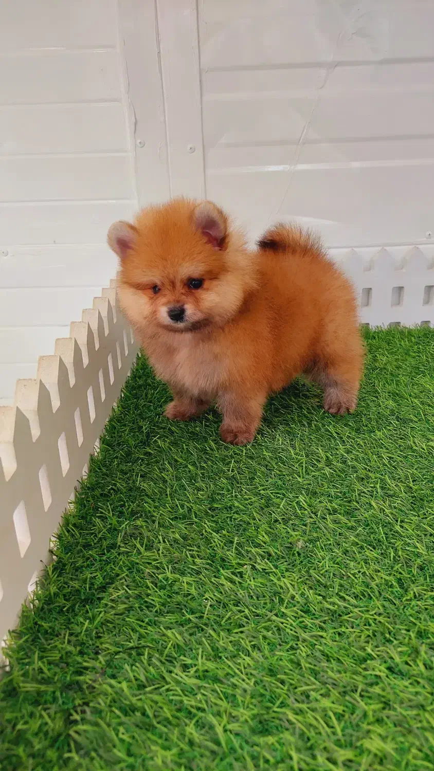 پامرانین پرتقالی|سگ|رشت, لاکانی|دیوار