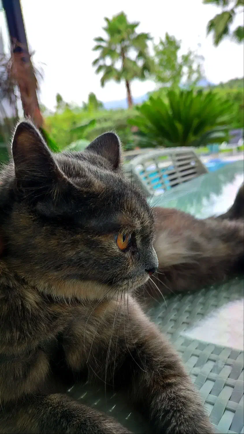 گربه|گربه|پاکدشت, پاکدشت (مامازند)|دیوار