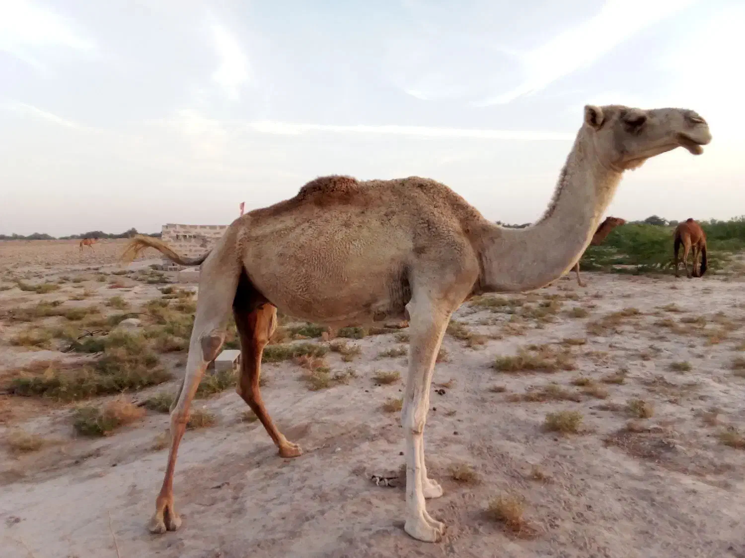 شتر ماده|حیوانات مزرعه|میناب, |دیوار