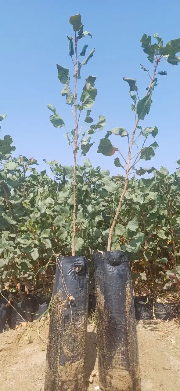 فروش نهال پسته|خدمات باغبانی و درختکاری|سروستان, |دیوار