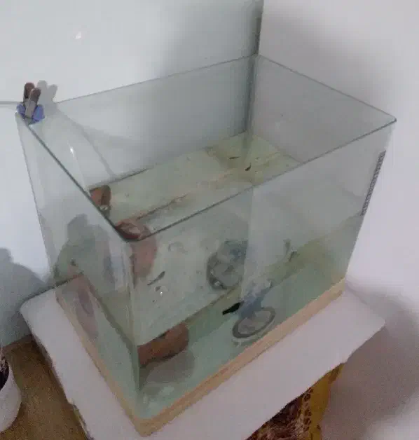 اکواریوم معاوظه با طوطی|ماهی|قزوین, |دیوار