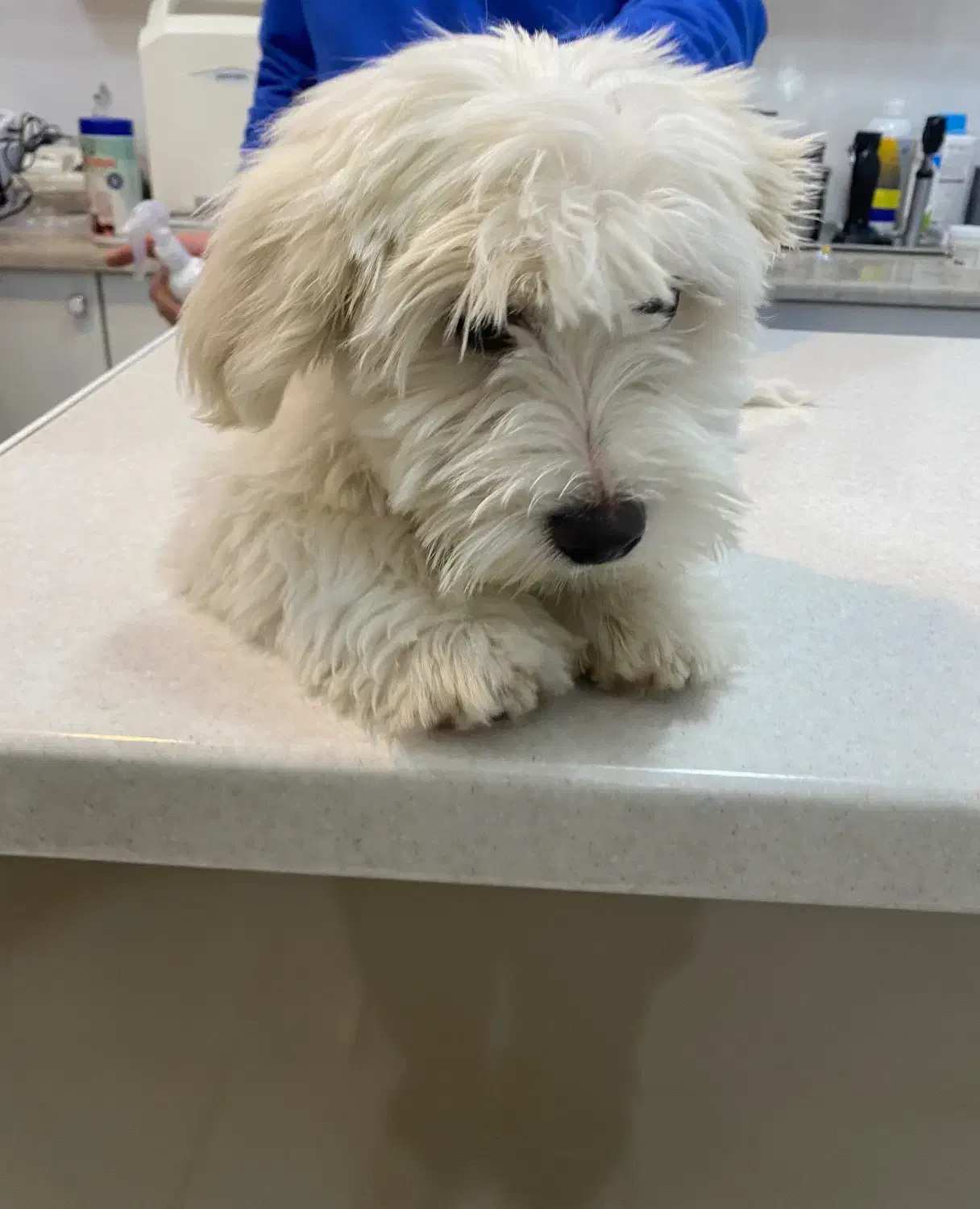 حیوان خانگی|سگ|شهرکرد, |دیوار