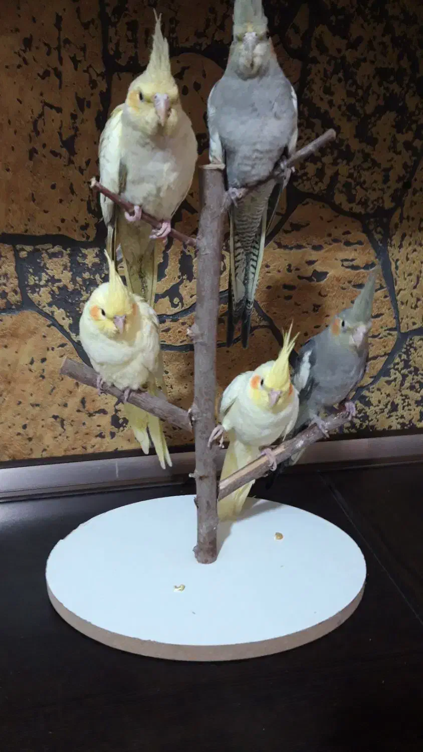 پنج تا عروس هلندی ۳ ماهه|پرنده|اسلامشهر, مظفریه|دیوار