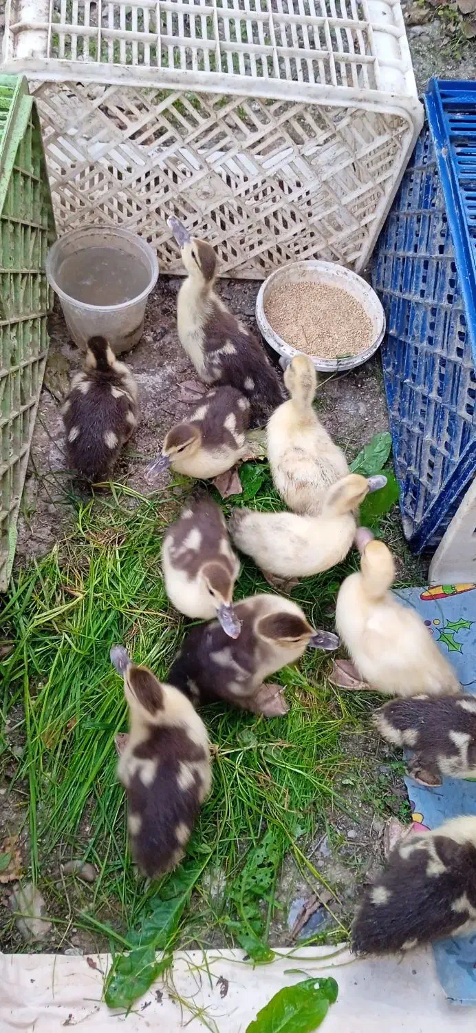 جوجه اردک خارجی|حیوانات مزرعه|قائمشهر, |دیوار