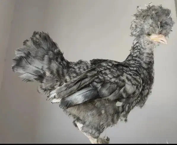 ۳ ماهه سلطان|حیوانات مزرعه|قم, در بهشت|دیوار