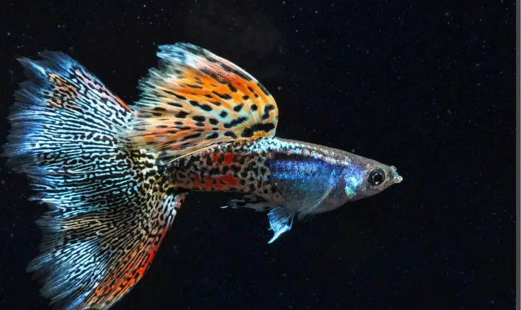 ماهی و تجهیزات و آکواریوم و غذای ماهی|ماهی|اردبیل, |دیوار