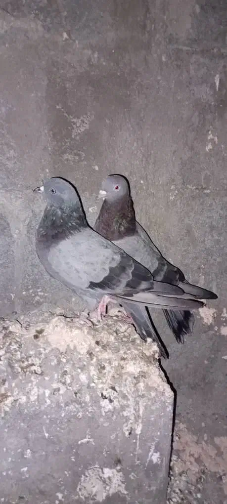 کبوترساعت سنگین|پرنده|میناب, |دیوار