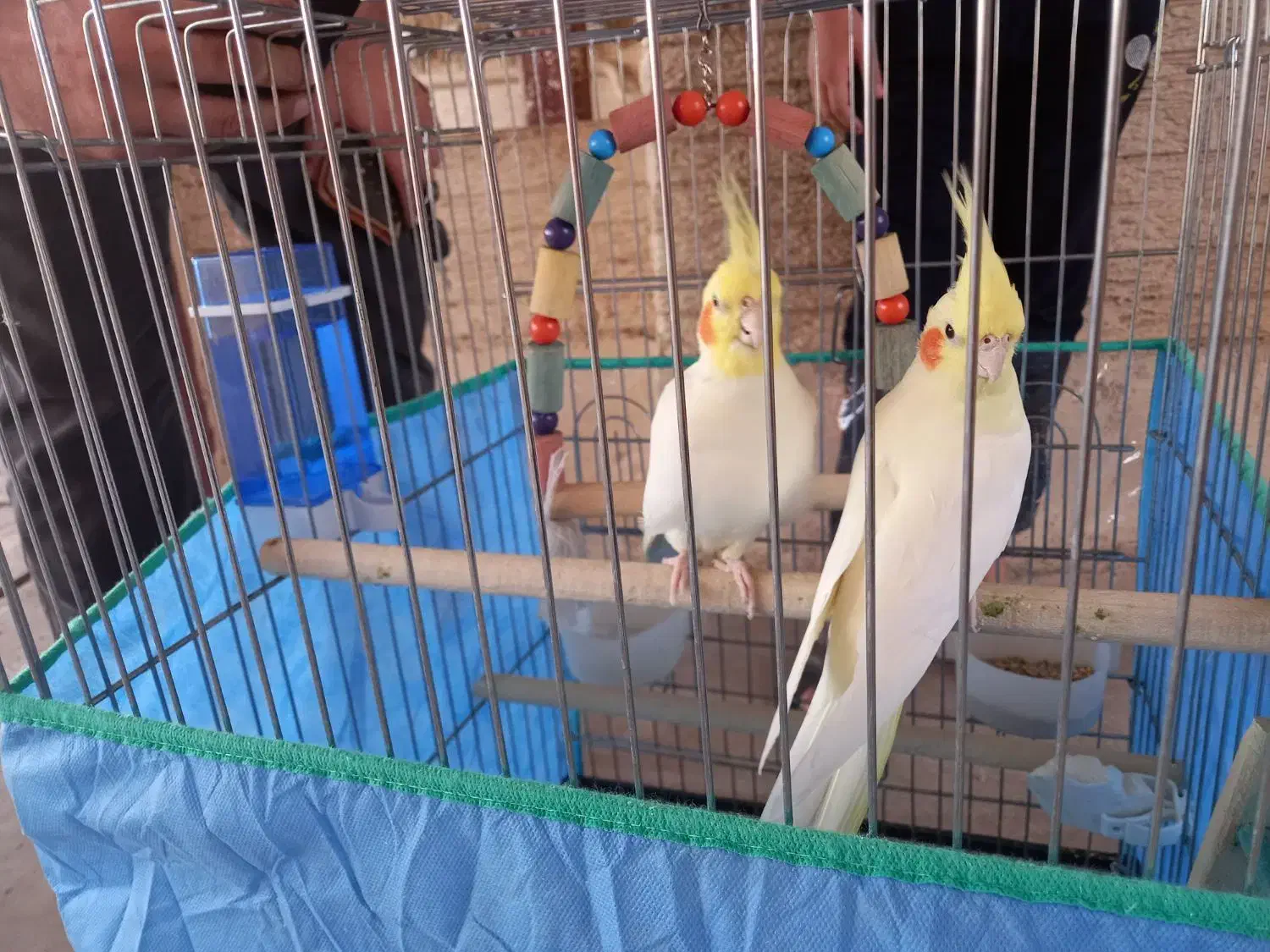 عروس هلندی جفت لوتیتو کینگ سایز خوشگل ، قفس ۱۰۳۳|پرنده|رباطکریم, شهرک والفجر|دیوار