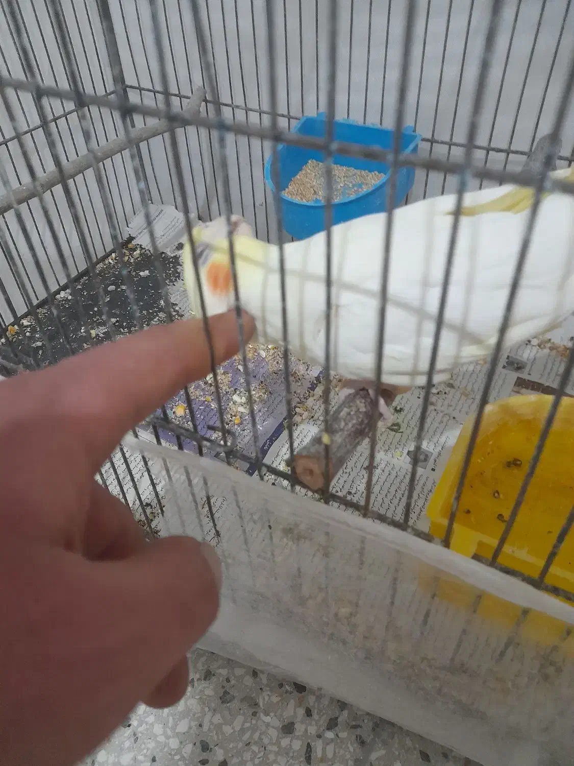 عروس هلندی دستی|پرنده|اسفراین, |دیوار