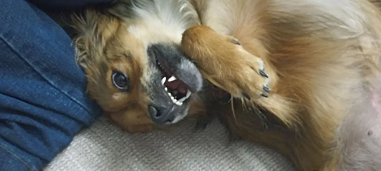 دزدیده شده|حیوانات|تهران, جنتآباد مرکزی|دیوار