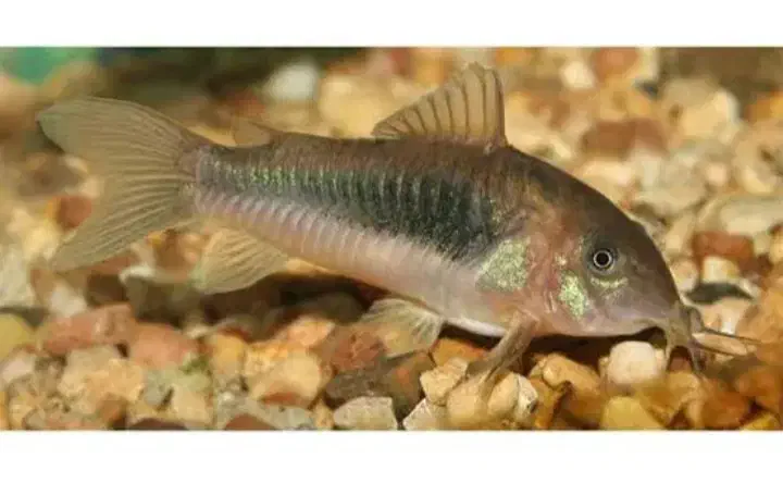 کوریدراس برنزی|ماهی|قروه, |دیوار