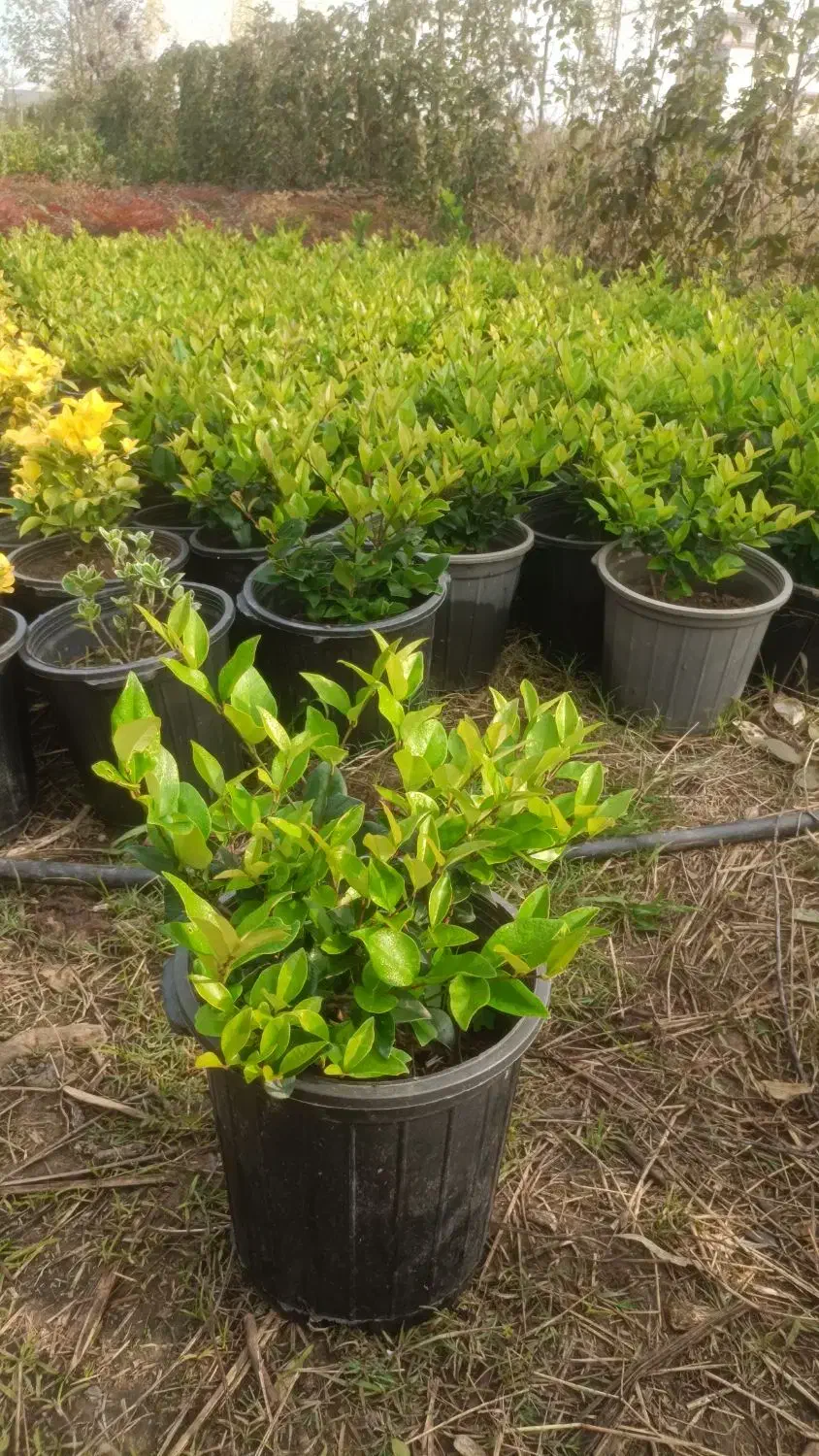 یاس هلندی ، سطل ۱۰ ، ریشه پرس|خدمات باغبانی و درختکاری|واجارگاه, |دیوار