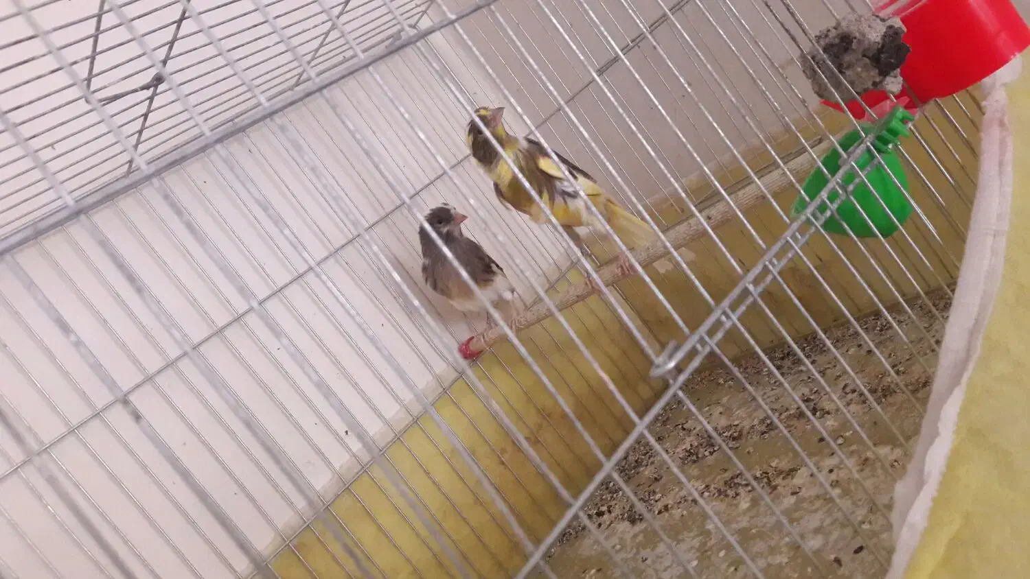 قناری جونه نر|پرنده|بروجرد, |دیوار