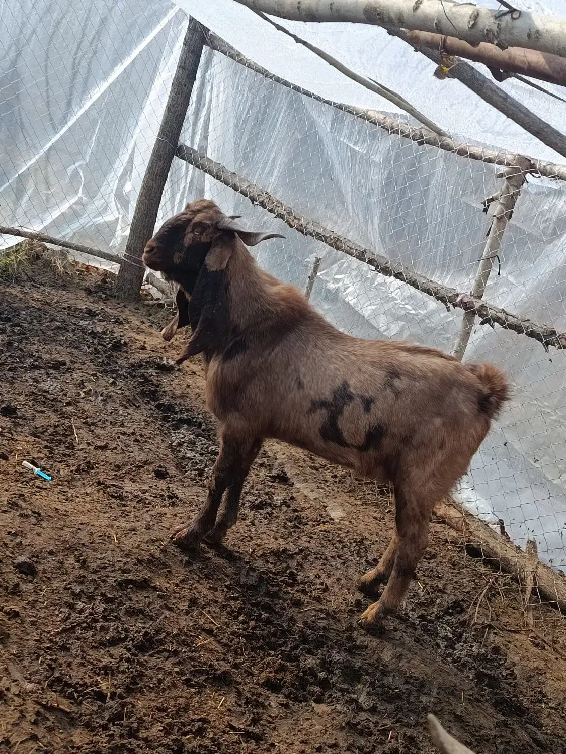 نر بز های چهل خال اصل پاکستانی|حیوانات مزرعه|انزل, |دیوار