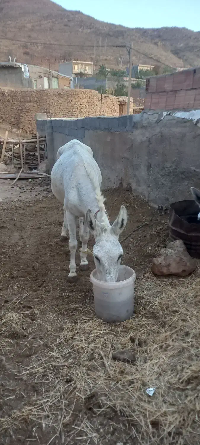 خرگوسفندی سه ساله ویکی یک ساله|حیوانات مزرعه|شیروان (خراسان), |دیوار