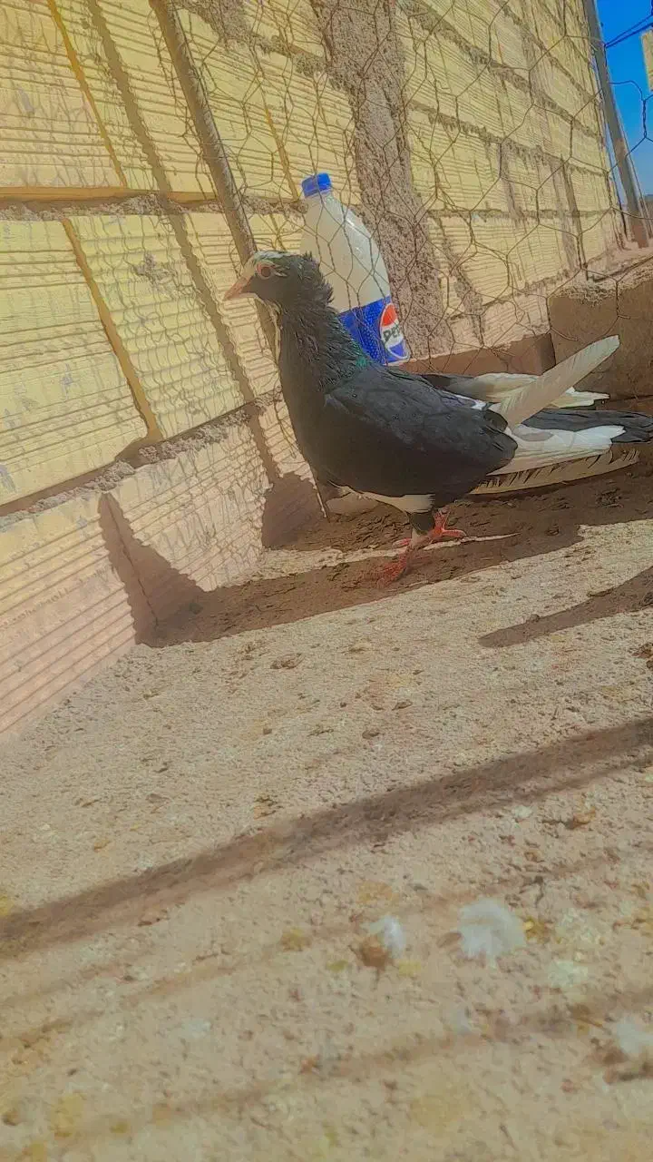 نر پلنگ|پرنده|رفسنجان, |دیوار