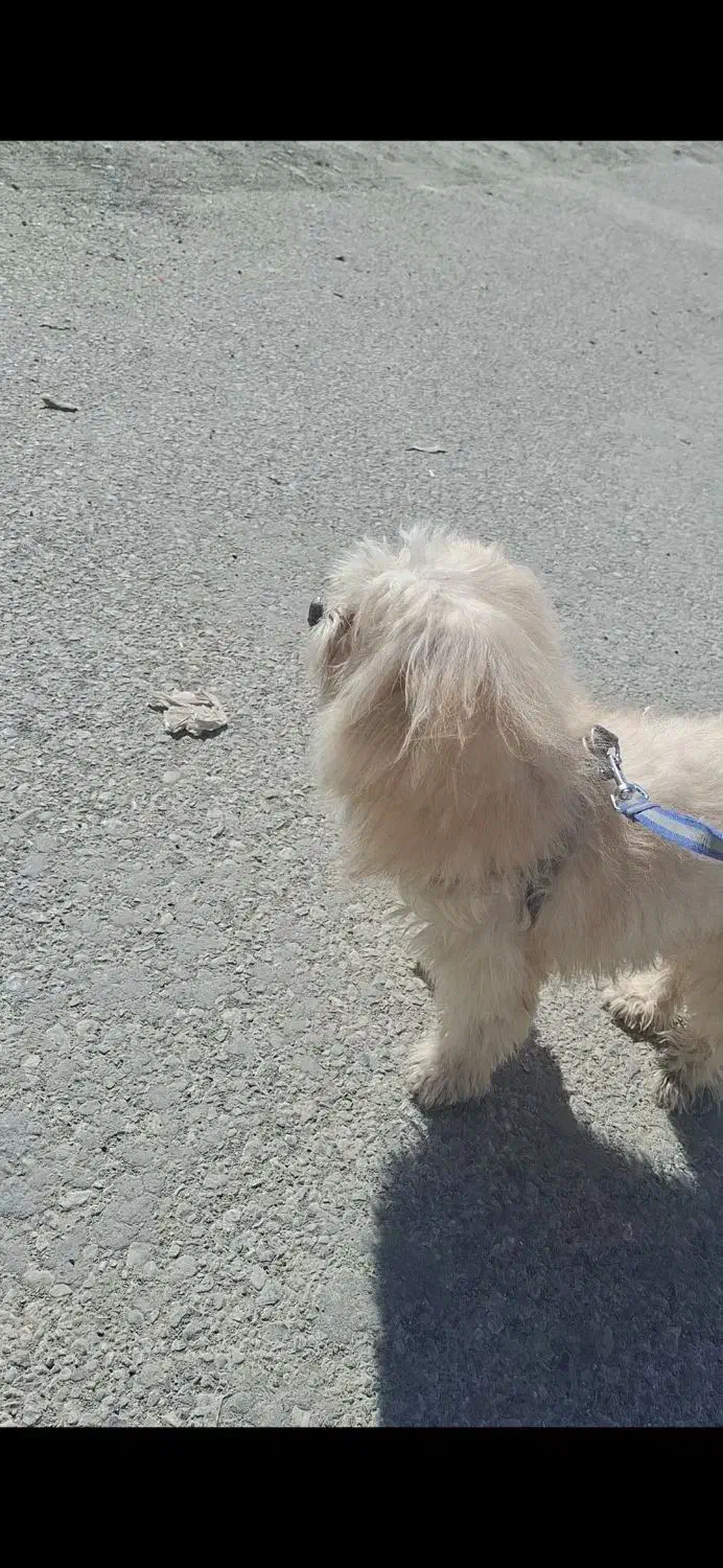 سگ نر|سگ|کرمانشاه, |دیوار