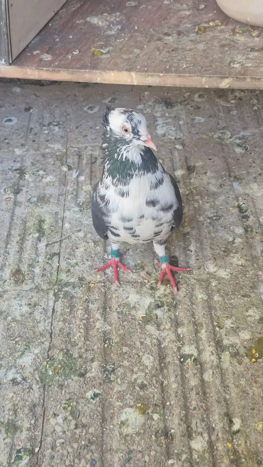 کفتر|پرنده|ورامین, ورامین|دیوار