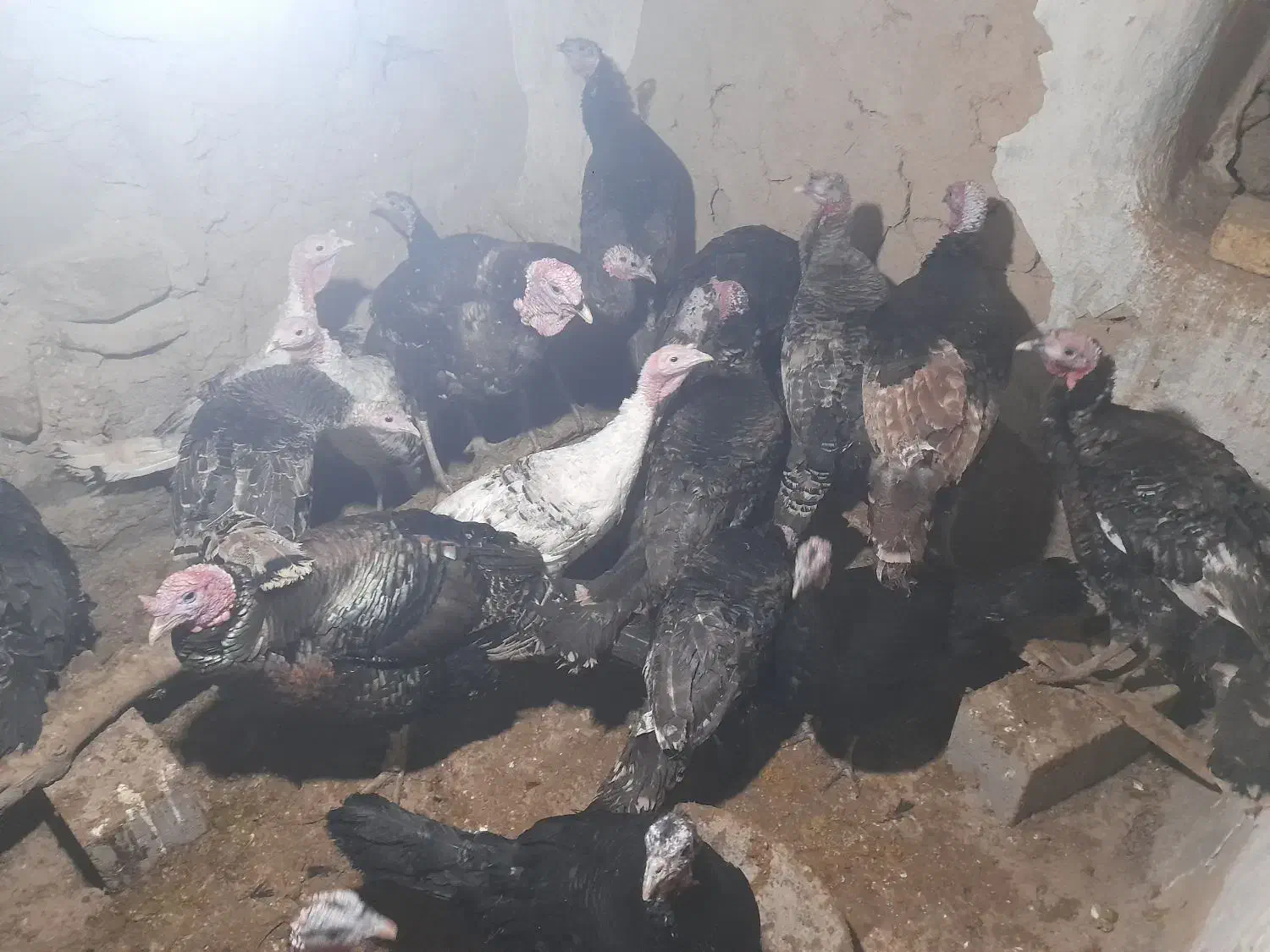 بوقلمون|حیوانات مزرعه|شیروان (خراسان), |دیوار