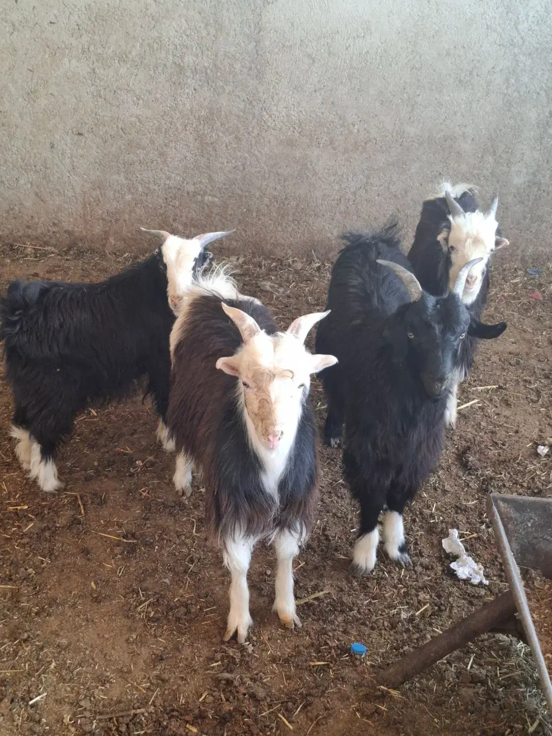 بزغاله نر چاق|حیوانات مزرعه|پاکدشت, پاکدشت (مامازند)|دیوار