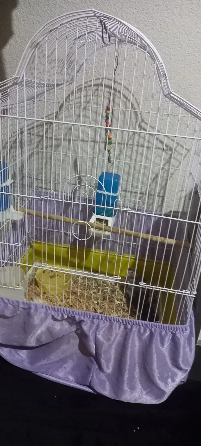 عروس هلندی|پرنده|فردیس, شهرک وحدت|دیوار