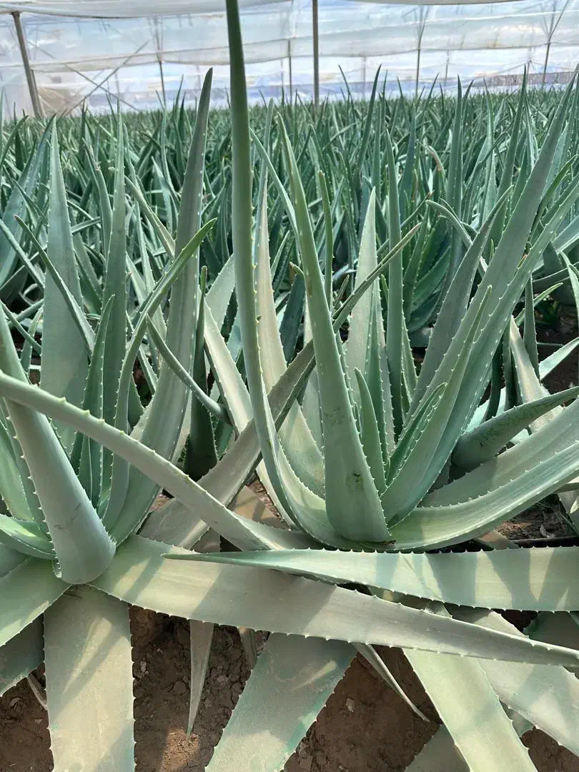 برگ الوراا|عمده‌فروشی|کرج, انبار مپنا|دیوار