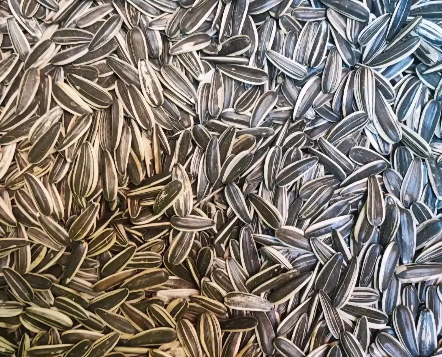 تخمه  افتابگردان خام s400|خوردنی و آشامیدنی|سراب, |دیوار